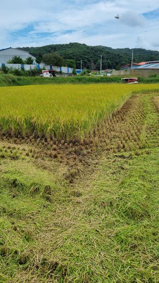 오학봉(멀티팜)님의 벼 · 자유게시판 작성글 사진