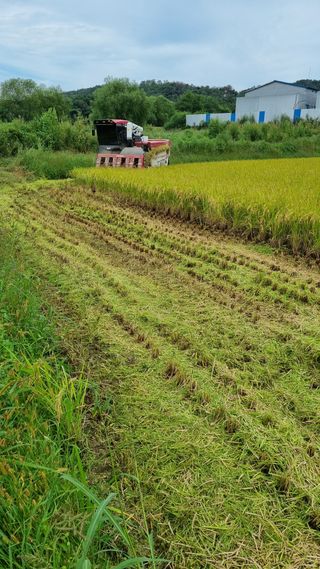 오학봉(멀티팜)님의 벼 · 자유게시판 작성글 사진