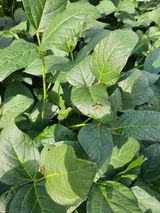 팜모닝 콩·자유게시판 게시글 이미지