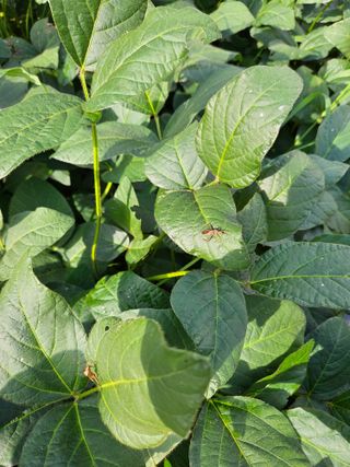 배영순님의 콩 · 자유게시판 작성글 사진