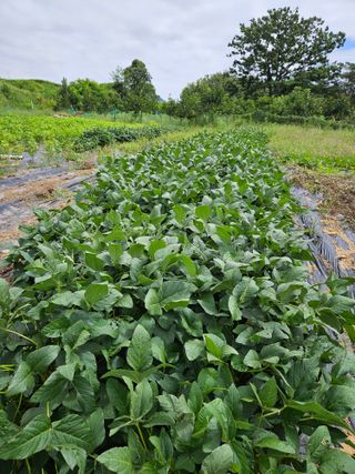 배영순님의 콩 · 자유게시판 작성글 사진