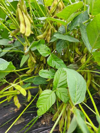 배영순님의 콩 · 자유게시판 작성글 사진