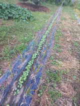 팜모닝 자유주제·자유게시판 게시글 이미지