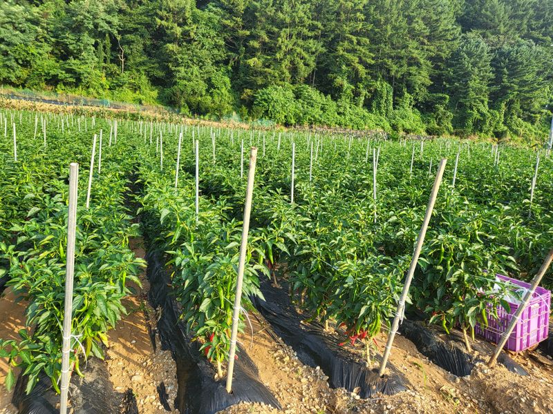 장터 상품 [고추가루] 썸네일