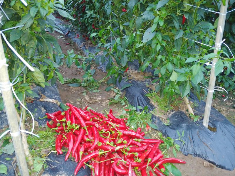 김두영님의 장터 판매 상품 [고추가루] 첨부 사진