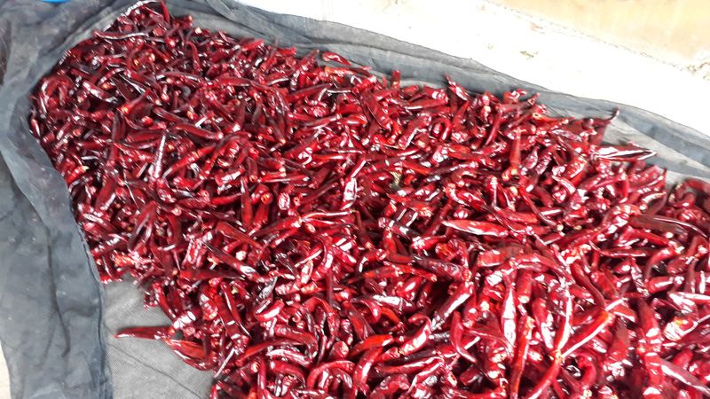 김두영님의 장터 판매 상품 [고추가루] 첨부 사진