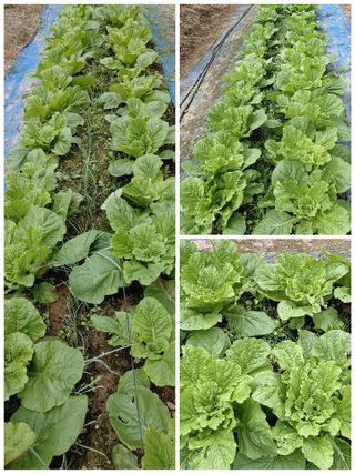 달맛햇복숭아농원님의 배추 · 비료•농약 작성글 사진