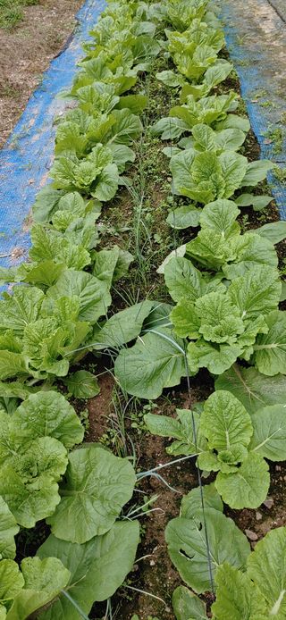 달맛햇복숭아농원님의 배추 · 비료•농약 작성글 사진