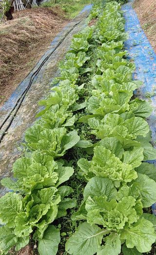 달맛햇복숭아농원님의 배추 · 비료•농약 작성글 사진