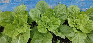 달맛햇복숭아농원님의 배추 · 비료•농약 작성글 사진