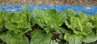 달맛햇복숭아농원님의 배추 · 비료•농약 작성글 사진