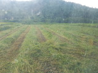 이행옥님의 기타작물 · 영농일지 작성글 사진