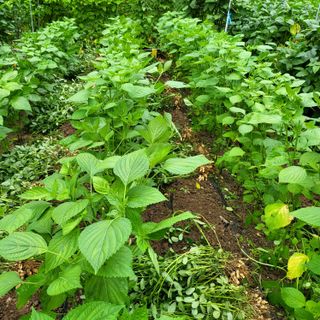 오케바리(옥경종)님의 O학년 △반 이세요? · 참여글 작성글 사진