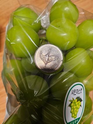 최지훈님의 포도 · 자유게시판 작성글 사진