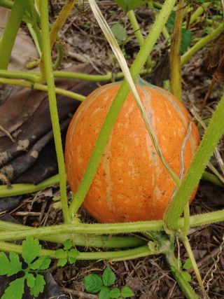 강물님의 호박 · 자유게시판 작성글 사진