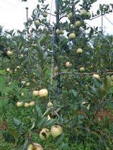 팜모닝 O학년 △반 이세요?·참여글 게시글 이미지