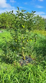 팜모닝 감·자유게시판 게시글 이미지