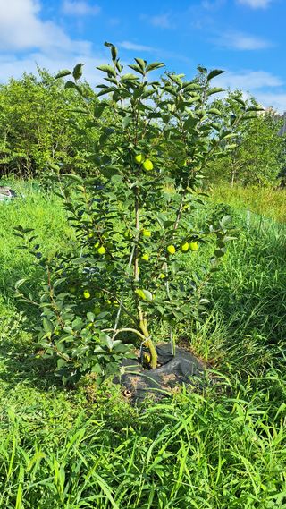 주윤발이님의 감 · 자유게시판 작성글 사진