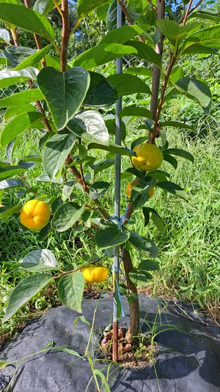 주윤발이님의 감 · 자유게시판 작성글 사진