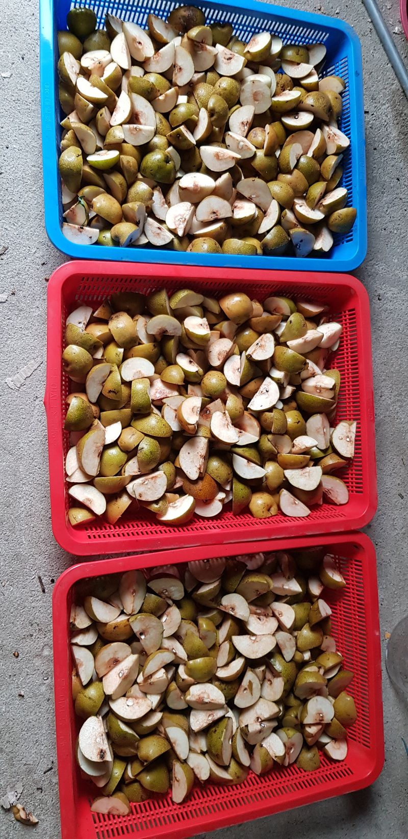 독고다이님의 장터 판매 상품 [자연산  돌배  7,5kg..15kg.] 첨부 사진