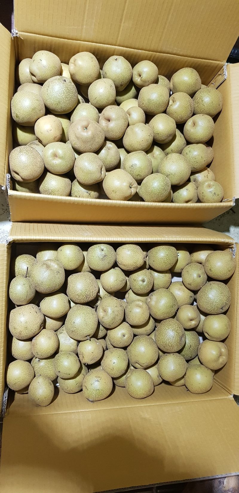 독고다이님의 장터 판매 상품 [자연산  돌배  7,5kg..15kg.] 첨부 사진