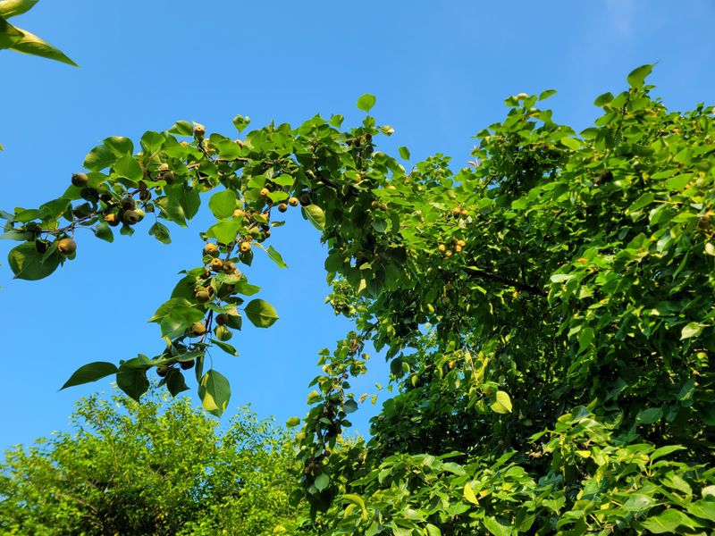 독고다이님의 장터 판매 상품 [자연산  돌배  7,5kg..15kg.] 첨부 사진