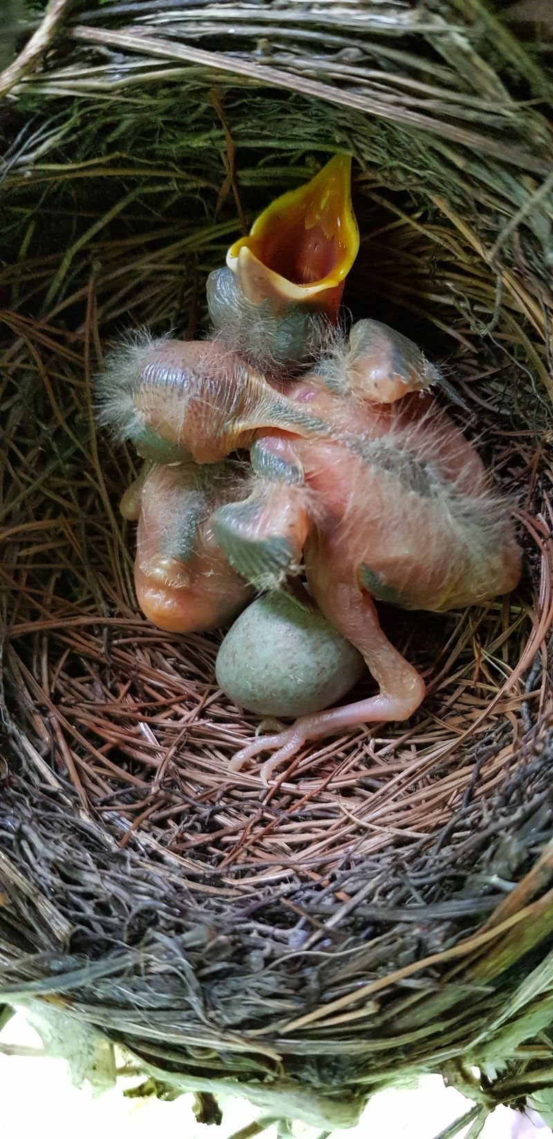 독고다이님의 장터 판매 상품 [자연산  돌배  7,5kg..15kg.] 첨부 사진