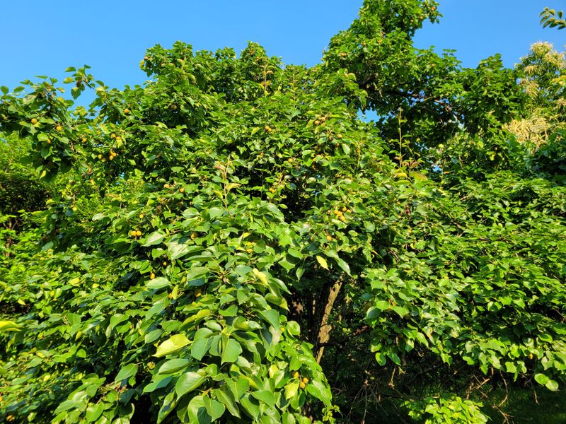 독고다이님의 장터 판매 상품 [자연산  돌배  7,5kg..15kg.] 첨부 사진