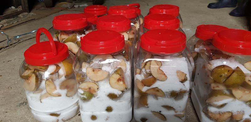 독고다이님의 장터 판매 상품 [자연산  돌배  7,5kg..15kg.] 첨부 사진