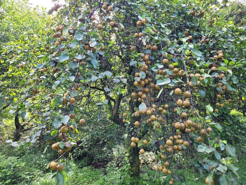 독고다이님의 장터 판매 상품 [자연산  돌배  7,5kg..15kg.] 첨부 사진