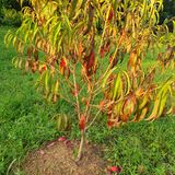 팜모닝 복숭아·병해충상담 게시글 이미지