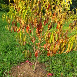 복숭아2022님의 복숭아 · 병해충상담 작성글 사진