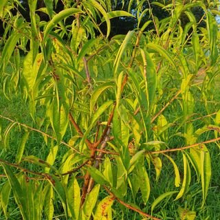 복숭아2022님의 복숭아 · 병해충상담 작성글 사진