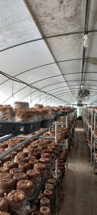 지은주 님의 자두 · 자유게시판 작성글 사진