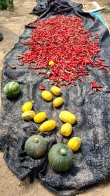 팜모닝 고추·수확 게시글 이미지