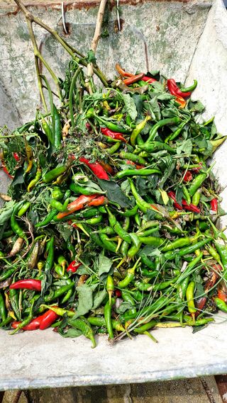 오남현님의 고추 · 수확 작성글 사진