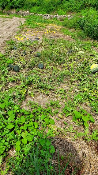 오남현님의 고추 · 수확 작성글 사진