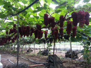 진잠농원님의 O학년 △반 이세요? · 참여글 작성글 사진