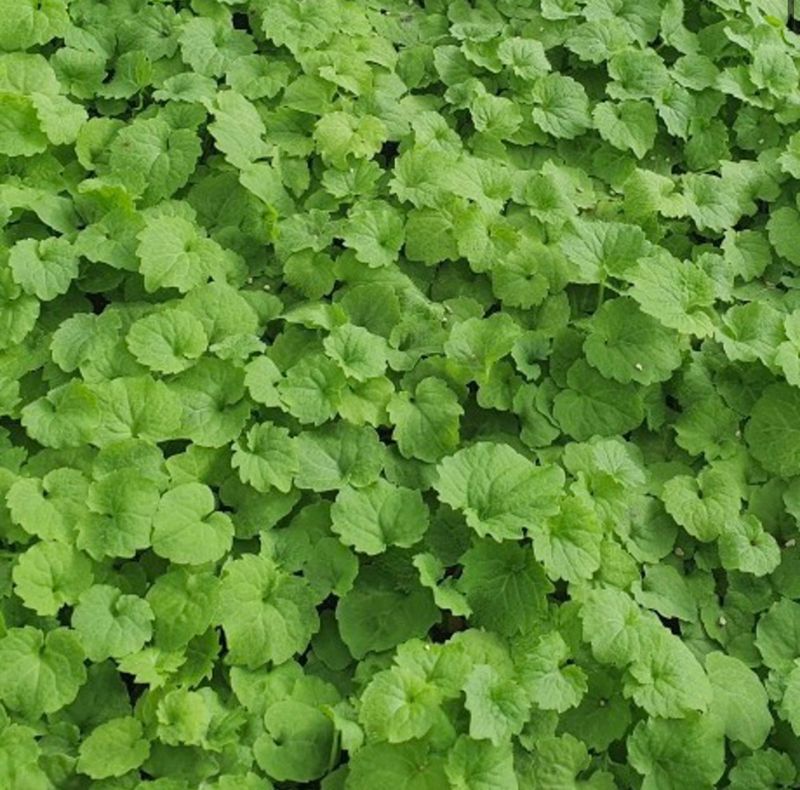 이기자원예종묘님의 장터 판매 상품 [영아자(산미나리, 미나리싹) 모종] 첨부 사진