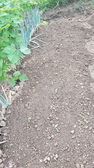 심상화님의 고구마 · 자유게시판 작성글 사진