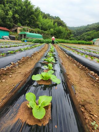 엘림농장님의 배추 · 비료•농약 작성글 사진