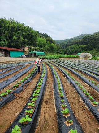 엘림농장님의 배추 · 비료•농약 작성글 사진