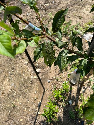 금강농원님의 팜모닝 병해충 연구회 · 자유게시판 작성글 사진