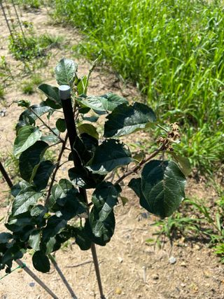 금강농원님의 팜모닝 병해충 연구회 · 자유게시판 작성글 사진