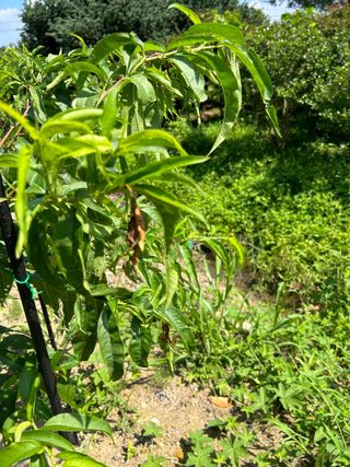 금강농원님의 팜모닝 병해충 연구회 · 자유게시판 작성글 사진