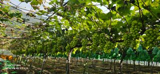 박희철님의 포도 · 자유게시판 작성글 사진