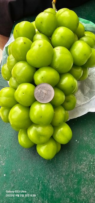 박희철님의 포도 · 자유게시판 작성글 사진