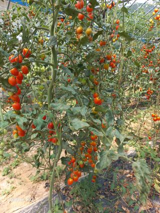 알 수 없음님의 9월 내 작물 자랑하기 · 참여글 작성글 사진