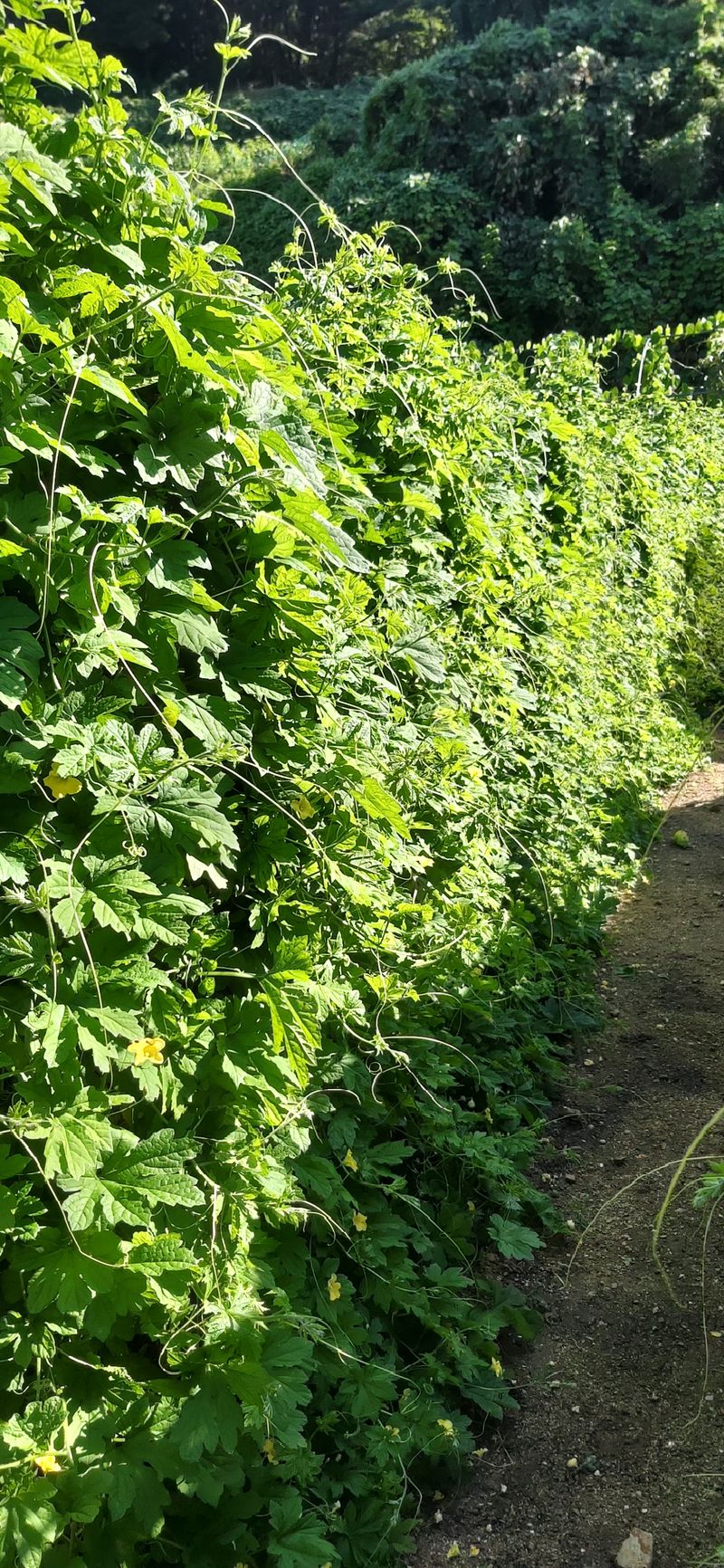 김해숙님의 장터 판매 상품 [여주분말 500그램 ] 첨부 사진