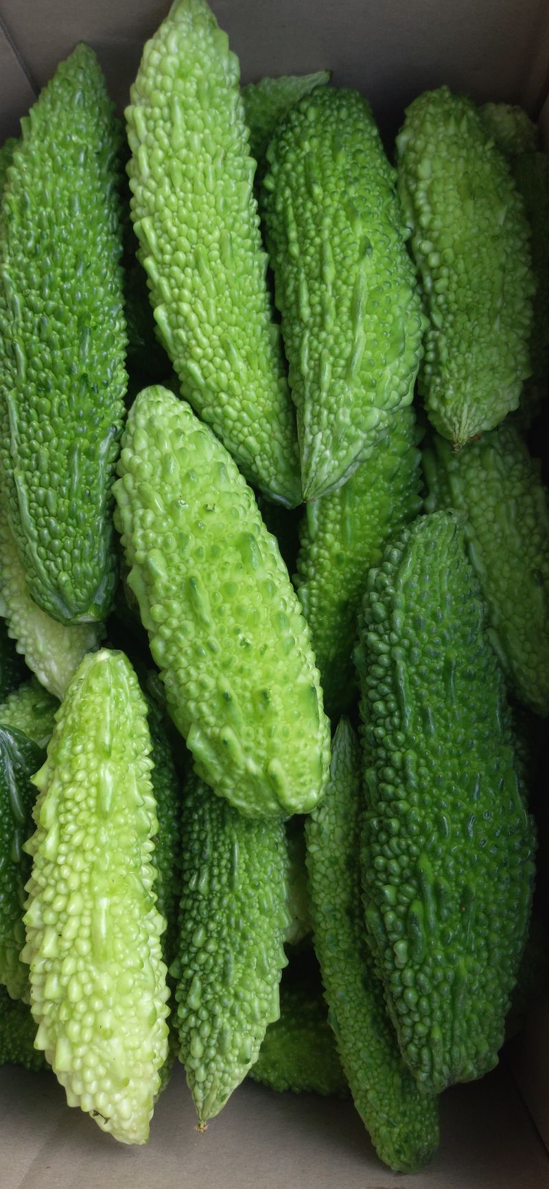 김해숙님의 장터 판매 상품 [여주분말 500그램 ] 첨부 사진